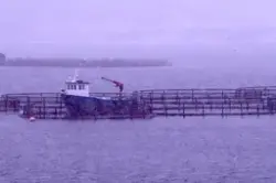 Alsvåg Havbruk, Myre (Nordland) : Utsikt mot oppdrettsanlegg