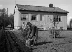 En pojke sätter ut potatis i trädgården, Bergagatan, Uppsala 1943