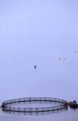 Utsikt mot oppdrettsmerde, røkter på ringen