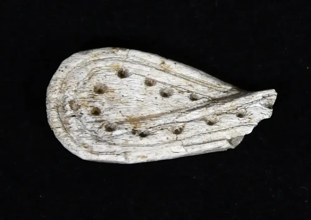 Fynd av ben med svart bakgrund