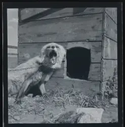 Räv bunden vid en hundkoja. Tollerz bil & traktor, Gävle.