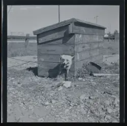 Räv bunden vid en hundkoja. Tollerz bil & traktor, Gävle.