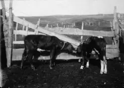 To kalver snuser på hverandre foran en gammel grind. Åpent l