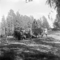 Høykjøring med hest og vogn.