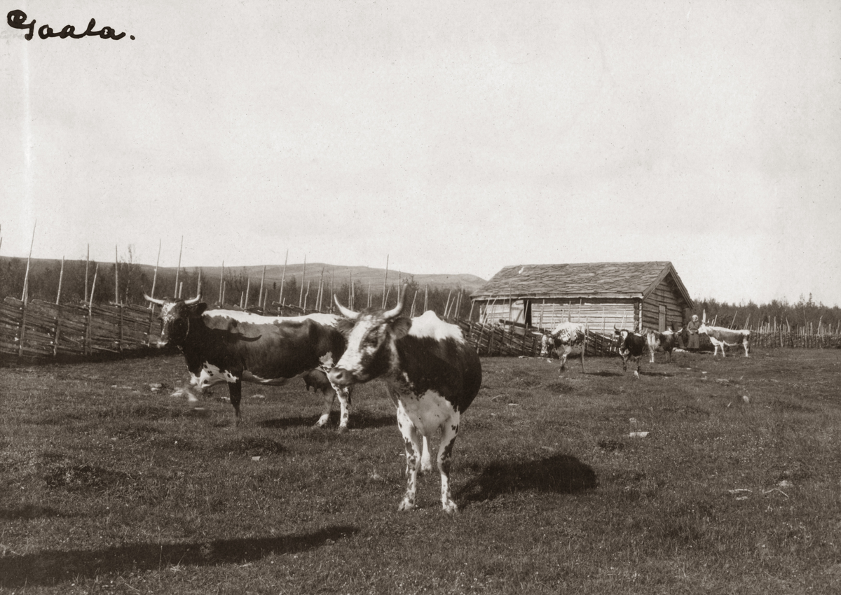 Beitende kuer på Gåla, Stor-Elvdal -Maihaugen / DigitaltMuseum