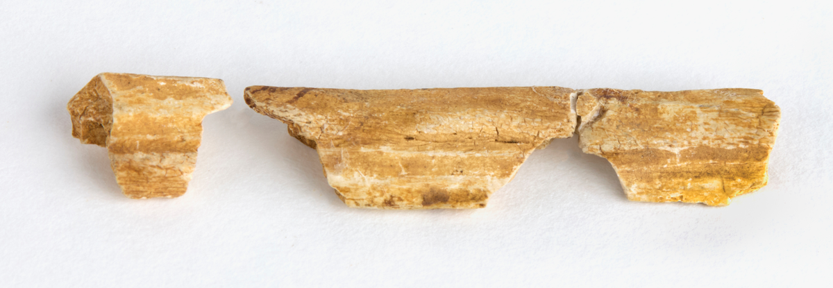 3 avlånga fragment av en kam. Med längs ena långsidan fåror.