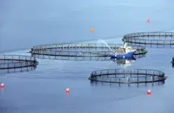 Flemma (Nordmøre) : Utsikt mot oppdrettsanlegg