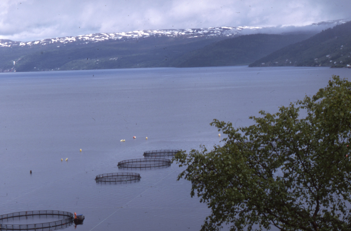 Utsikt mot oppdrettsanlegg