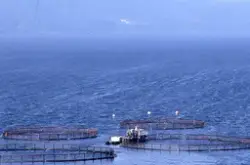 Flemma (Nordmøre) : Utsikt mot oppdrettsanlegg, båt ved merd