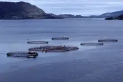 Flemma (Nordmøre) : Utsikt mot oppdrettsanlegg med forskjell
