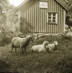 Här har Erik fotograferat sina tre får vid stugans gavel. "K