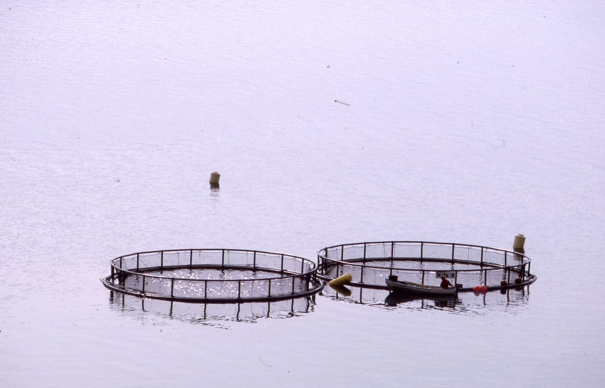Røkter i båt ved sirkelmerder