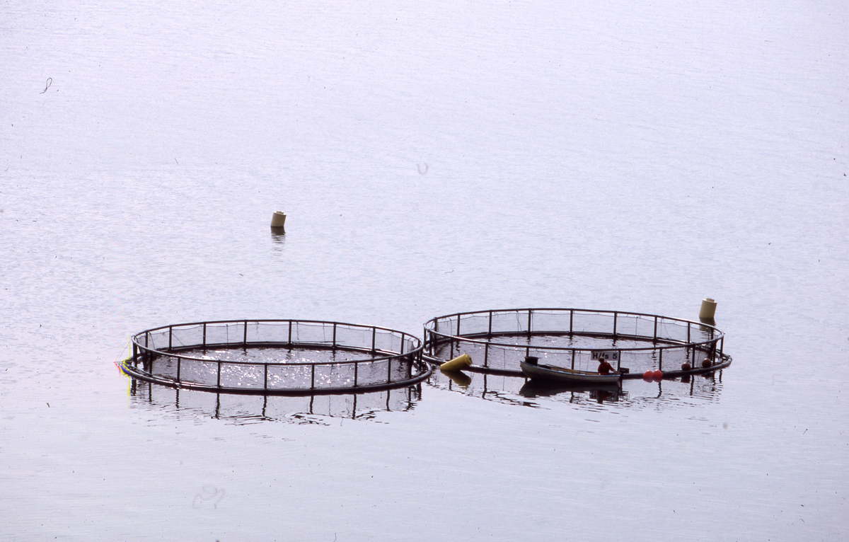 Røkter i båt ved sirkelmerder