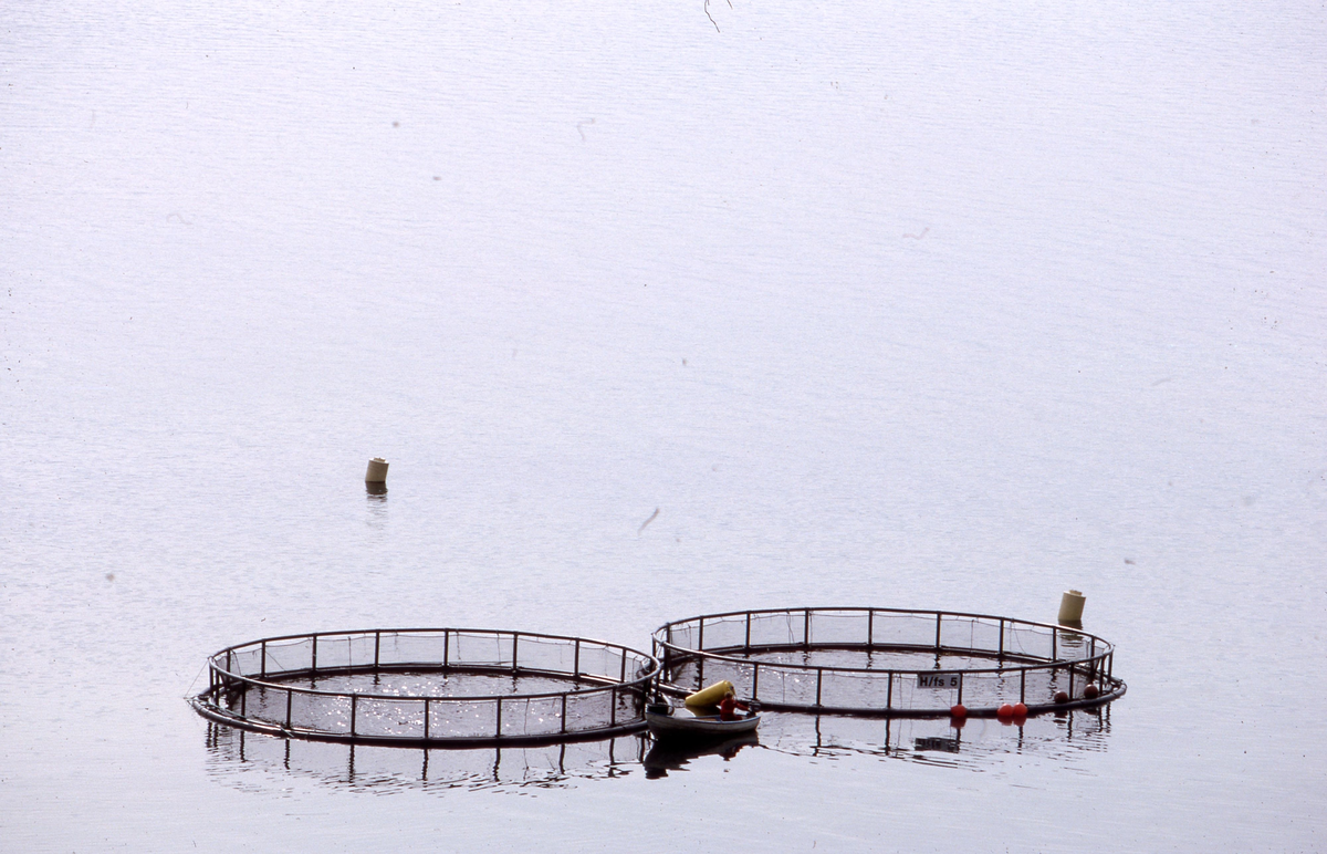 Røkter i båt ved sirkelmerder