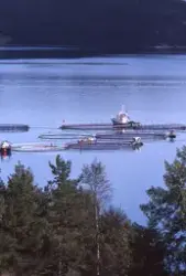 Flemma (Nordmøre) : Utsikt mot oppdrettsanlegg