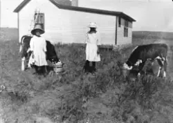To jenter med hatt og lyse kjoler står sammen med to kalver 