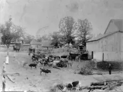 Gårdstun omkranset av flere uthus med mange kviger og kuer i