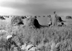 En kvinne og ei jente står sammen med en hund i en kornåker.