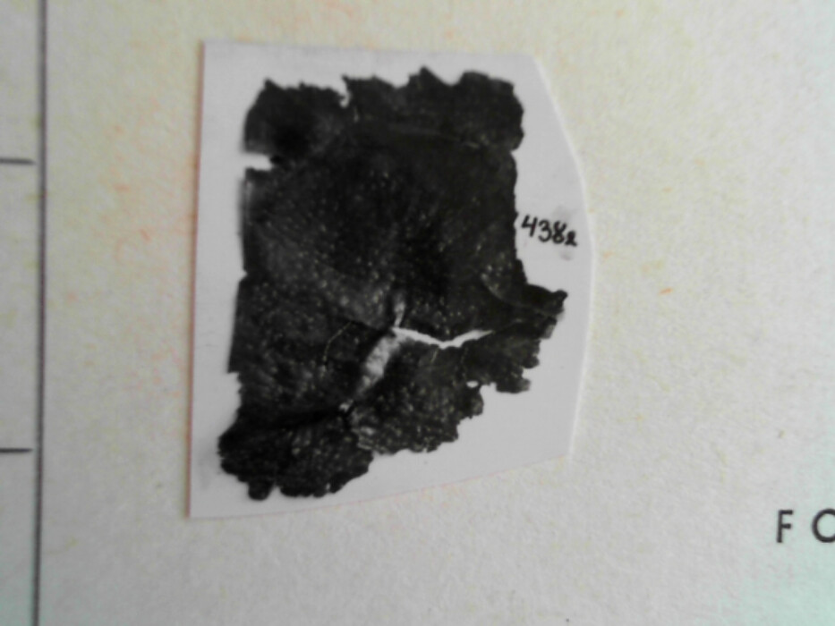 større samling lærfragmenter tildels med sømspor. muligens biter av drakt.