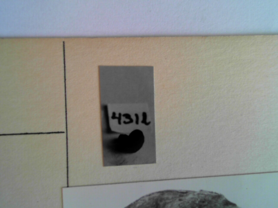 treskrin med lokk. inneholdende 13 ? knapper og et garnnøste. :: 431Q - knapp :: 431I - knapp :: 431K - knapp :: 431 L - knapp