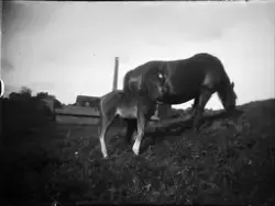 Sto med föl på grönbete, Vittinge, Uppland