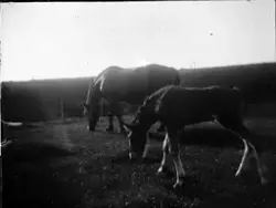 Sto med föl på grönbete, Vittinge, Uppland