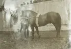 En arbetshäst med skötare inväntar sin tur bakom en läktare med folk, möjl. i samband med lantbruksutställningen i 
Växjö 1916.