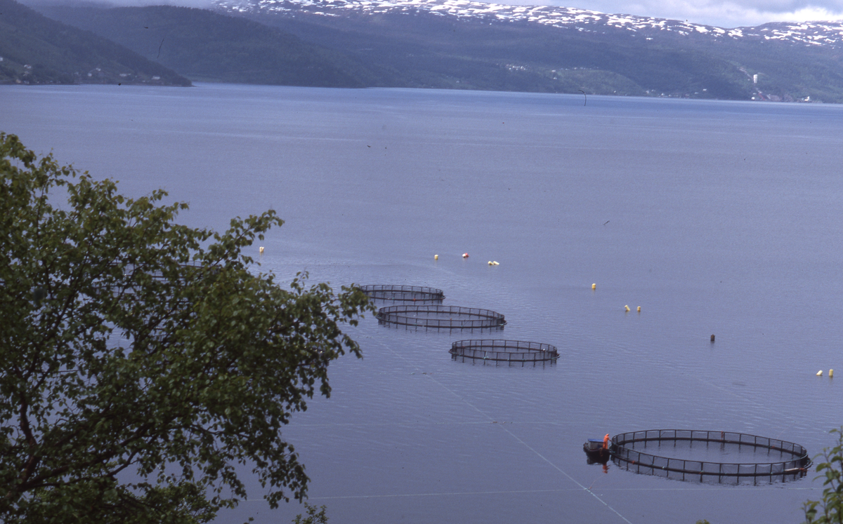 Utsikt mot oppdrettsanlegg