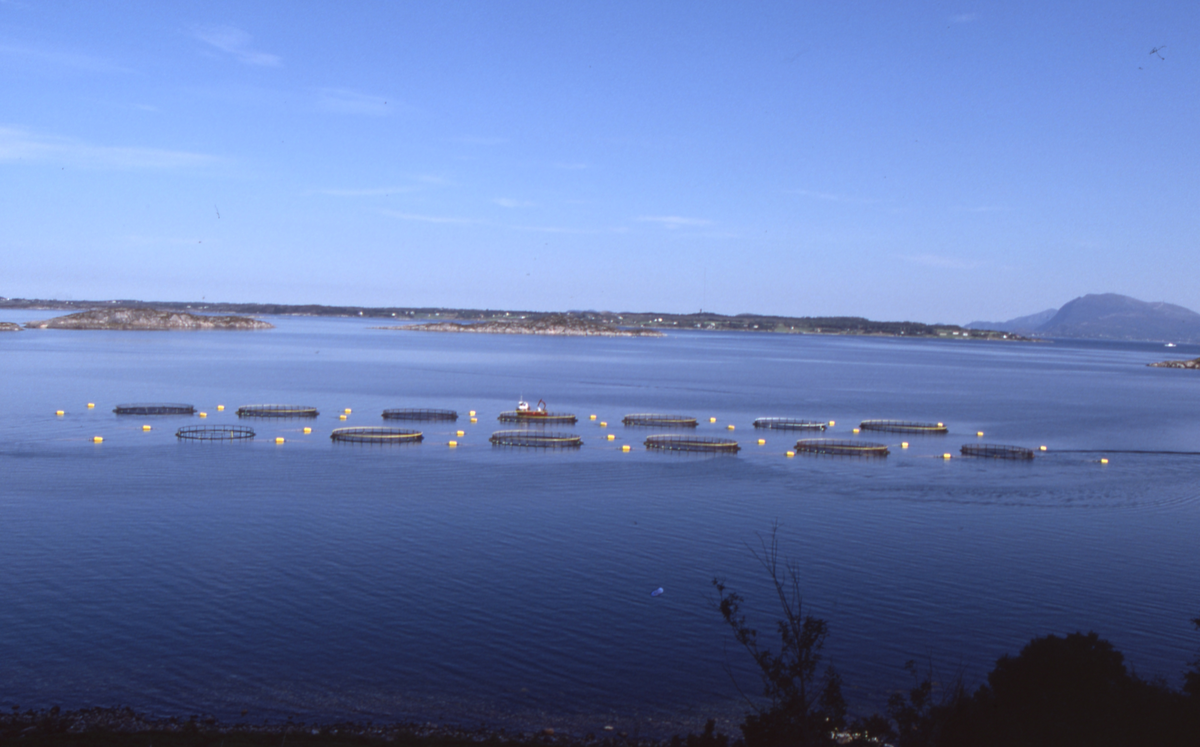 Utsikt mot oppdrettsanlegg