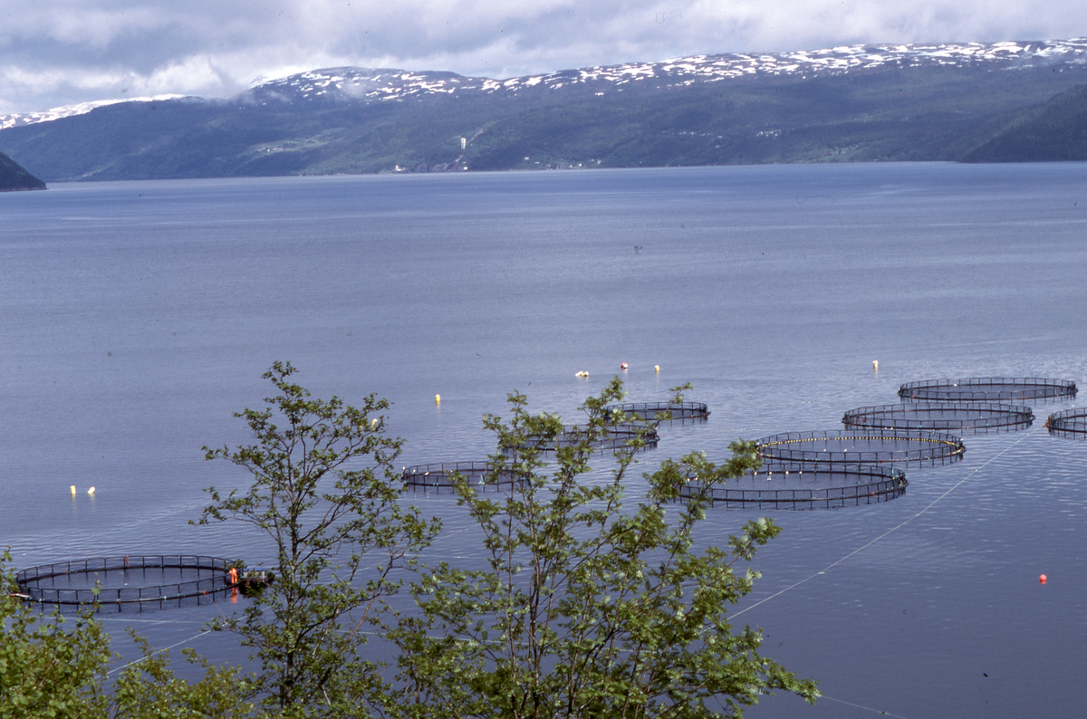 Utsikt mot oppdrettsanlegg