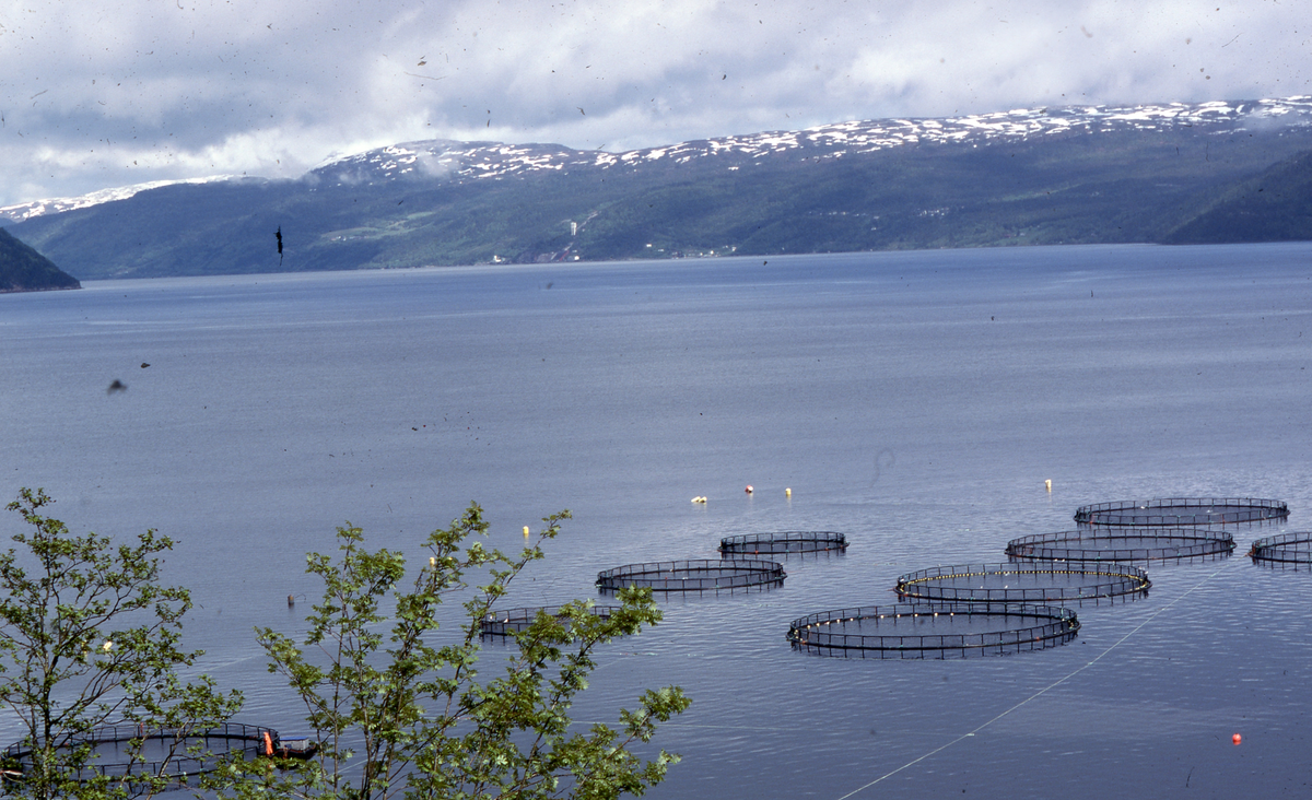 Utsikt mot oppdrettsanlegg