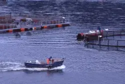 Flemma (Nordmøre) : Aktivitet ved oppdrettsanlegg