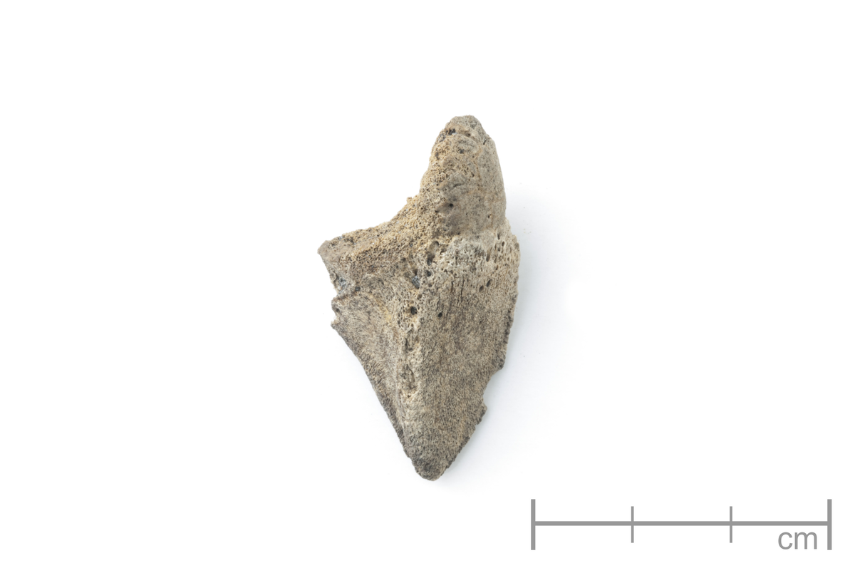 Dyrebein (prøve nr. 2014/09-64). Nordsand gnr. 28, bnr. 135.