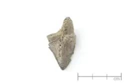 Dyrebein (prøve nr. 2014/09-64).