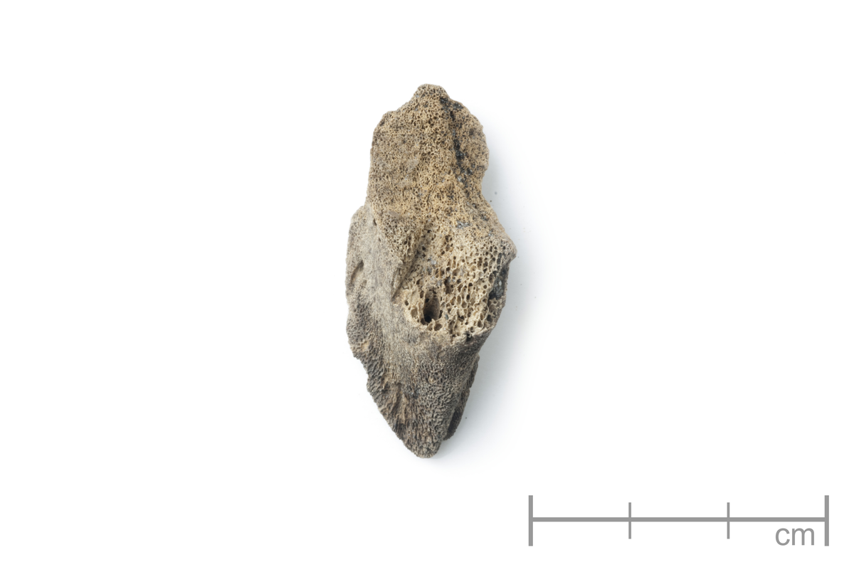 Dyrebein (prøve nr. 2014/09-64). Nordsand gnr. 28, bnr. 135.