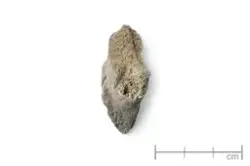 Dyrebein (prøve nr. 2014/09-64).