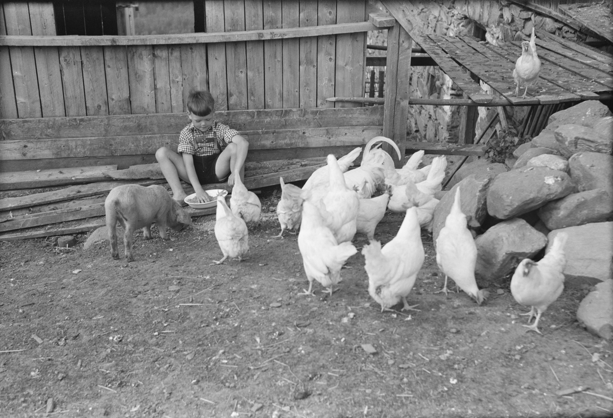 Gutt med høner, Øyer