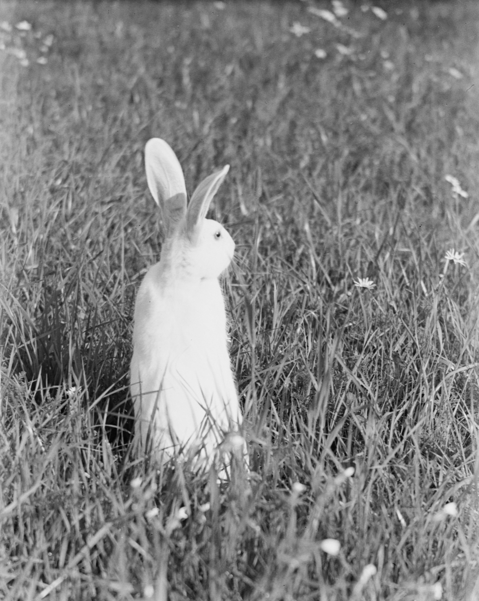 Kanin i åkeren, Øyer