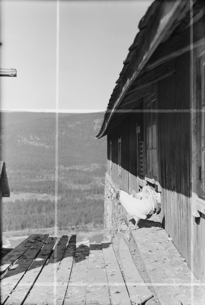 Hanen på Ile, Øyer