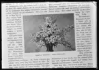 Skioptikon, Blomsterbukett, Länsträdgårdsmästare Larsson, Västerås.
Ur Gustaf Åhmans samling.