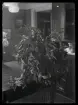Växter inomhus, Fru Löfgren, (Snickaremäst.)
Ur Gustaf Åhmans samling.