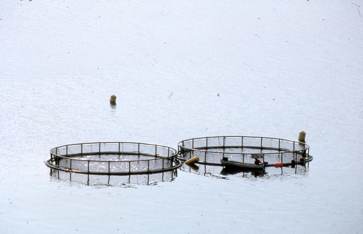 Røkter i båt ved sirkelmerder