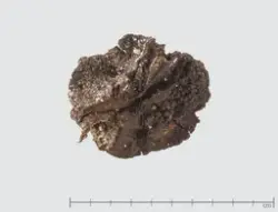 Frukt av villeple, del av kjernehus fra Kvitsøy.