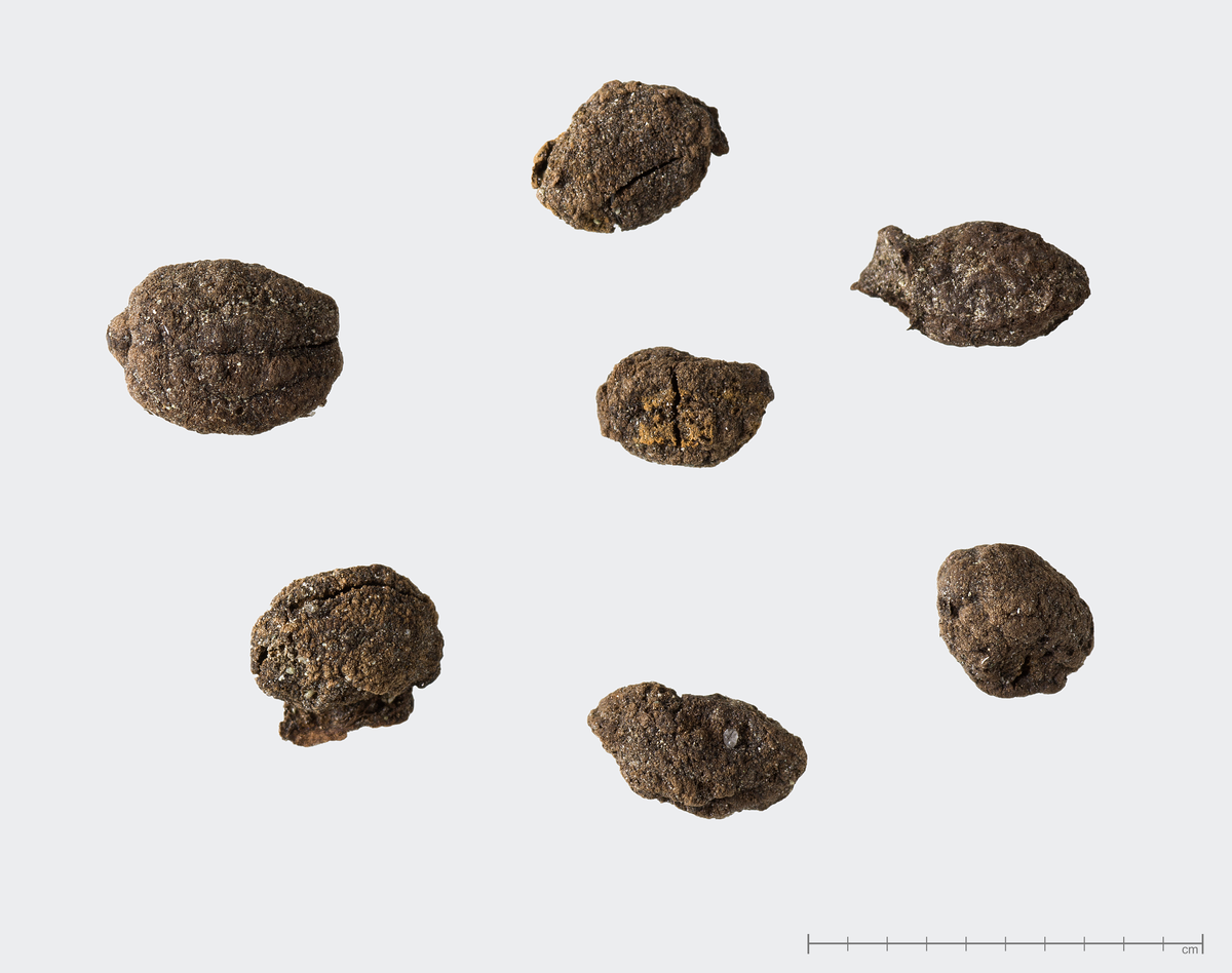 Prøve 659 fra Kvitsøy. Liten malus sylvestris, eple.
Det er kun frukten øverst til høyre i bildet som er sikkert identifisert til Malus sylvestris, etter å ha blitt delt opp i laboratoriet. Dette er samme frukt som i fotoene SF 212165 og SF 212166. De øvrige er sannsynligvis hagtorn Crataegus sp.