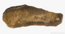 Arkeologisk museum, Universitetet i Stavanger - Foto