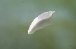 Arkeologisk museum, Universitetet i Stavanger - Gjenstand