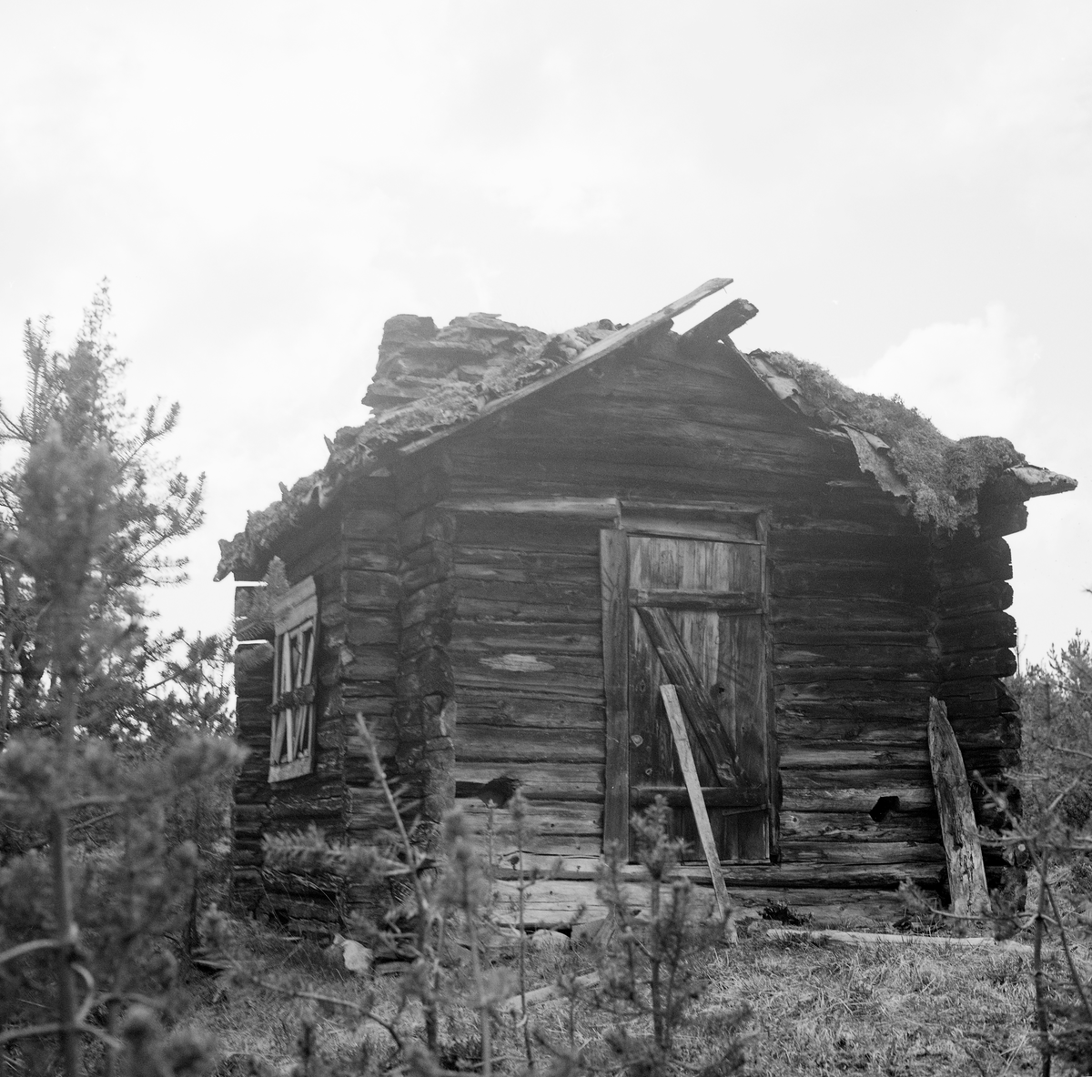 Peiskoie. Sagkoie på Erlien, Tolga. Eier Per P. Erlien. 