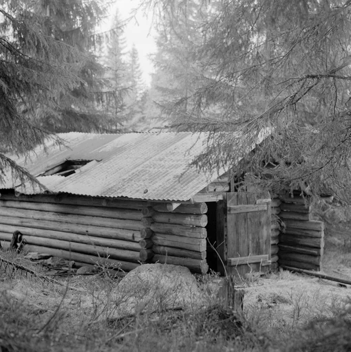 Murkoie i Staupåsdalen, Våler i Solør. Eier Chr. Astrup.