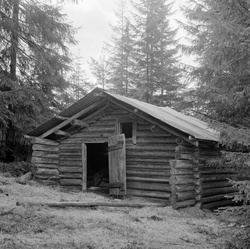 Murkoie i Staupåsdalen, Våler i Solør. Eier Chr. Astrup.
