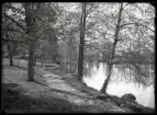 Träd vid vattendrag. Silverstolpe, Surahammar.
Ur Gustaf Åhmans samling.